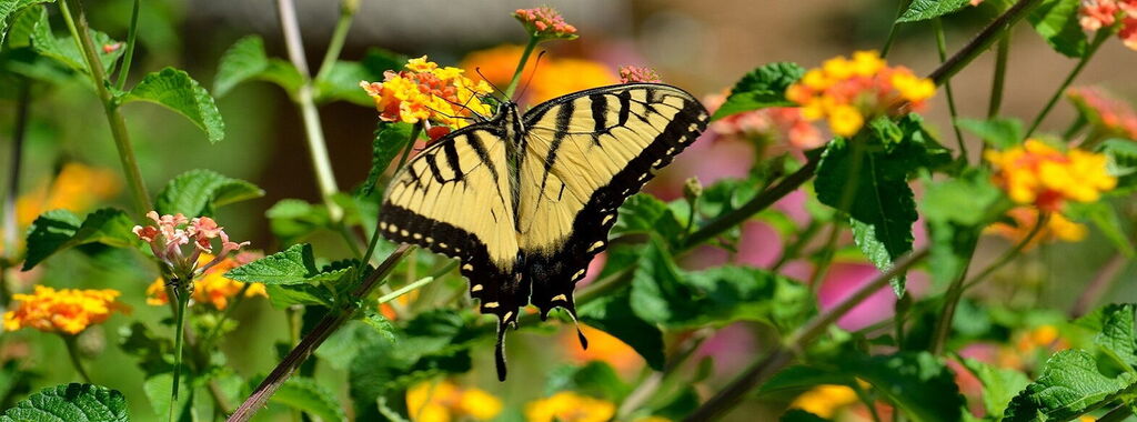 Butterfly House a Collodi