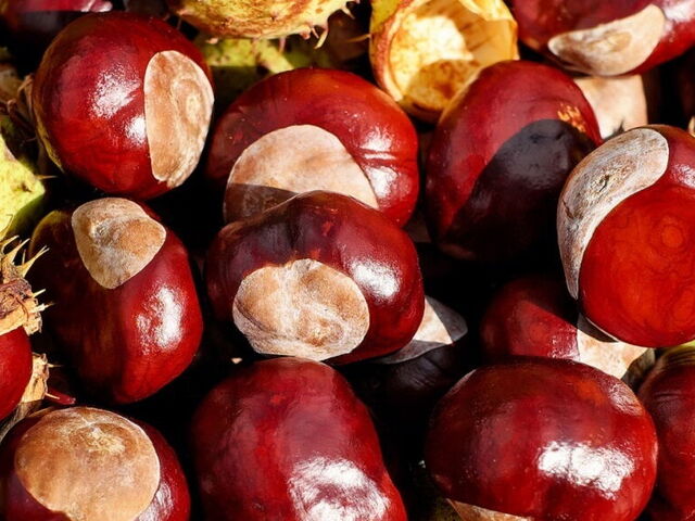 Recipe: Castagnaccio