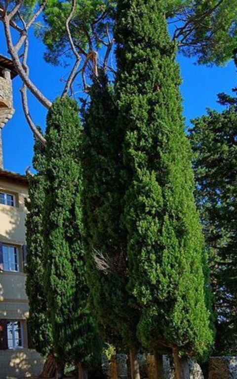 Cetona and its Castle