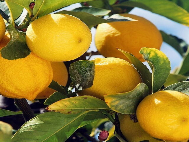 The Inimitable Lemons of Sorrento
