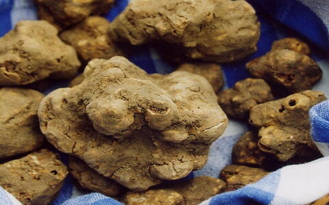 The Best Activities and Events to Discover San Miniato Truffle