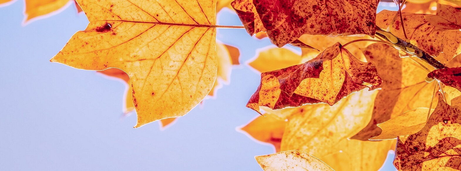 Colori Autunno Italia