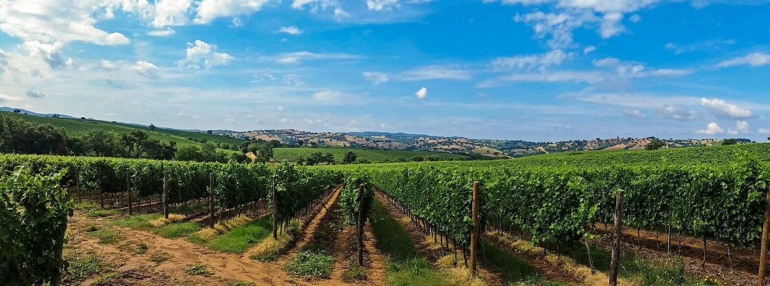 I vigneti del Chianti