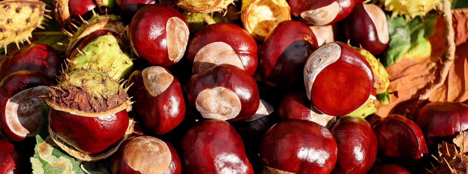 Chestnuts in November