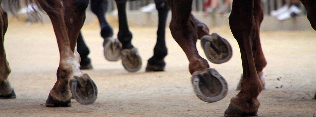 Zoccoli dei cavalli al palio di Siena