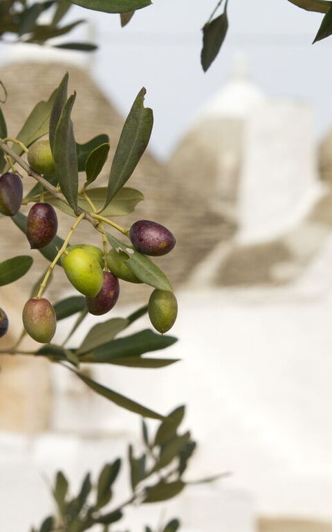 Local foods and specialties from the Puglia region