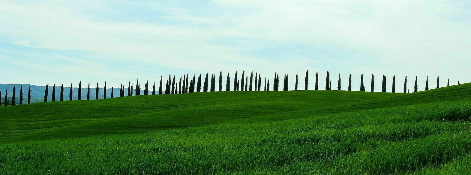 Cypresses