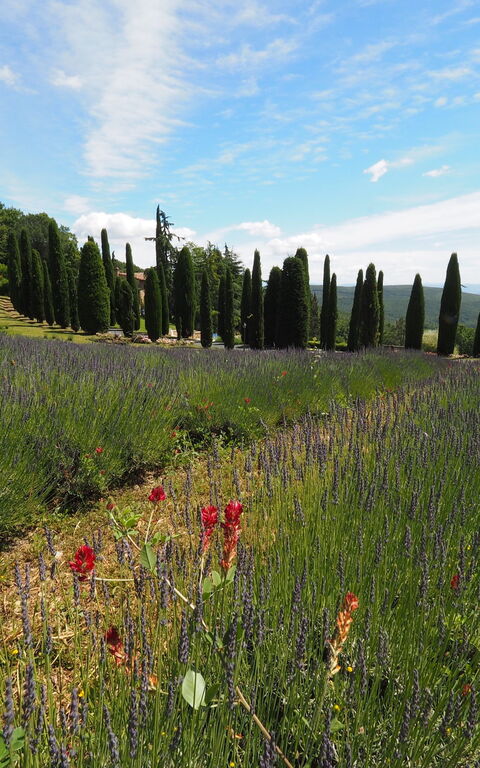 Cornocchio: Scenic View