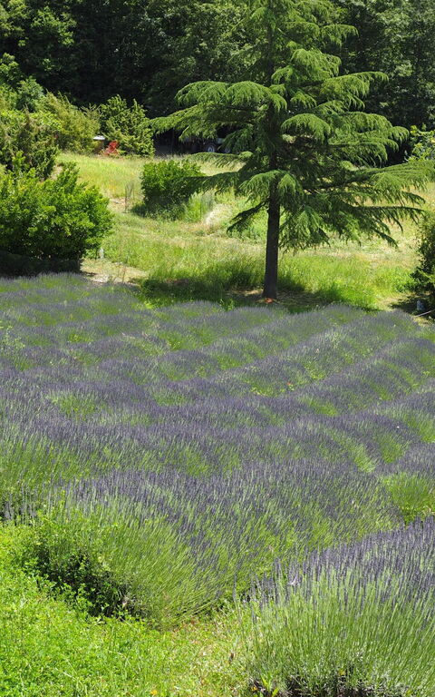 Cornocchio: Scenic View