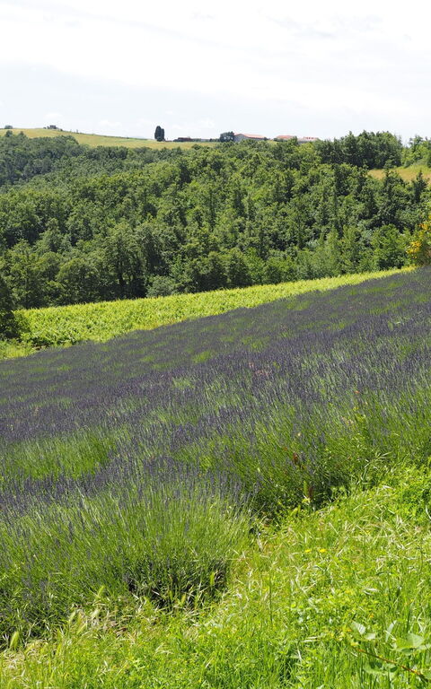 Cornocchio: Scenic View
