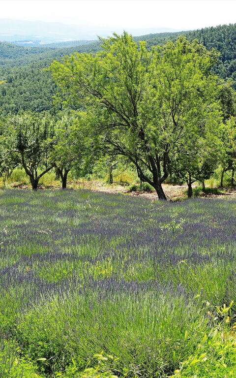 Cornocchio: Scenic View