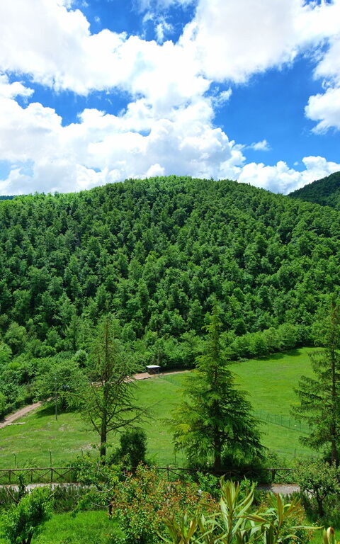 Villa Contessa: Garden