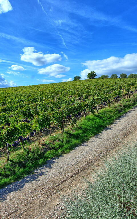 Brunello: Outdoor, Scenic View