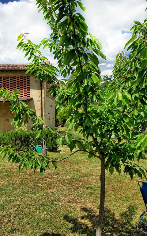 Villa Diletta: Garden