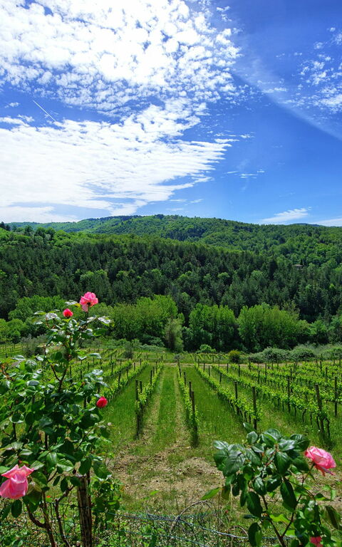 Villa Barbischio: Scenic View