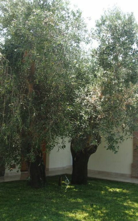 Villa Dei Cipressi: Building Exterior, Garden, Outdoor