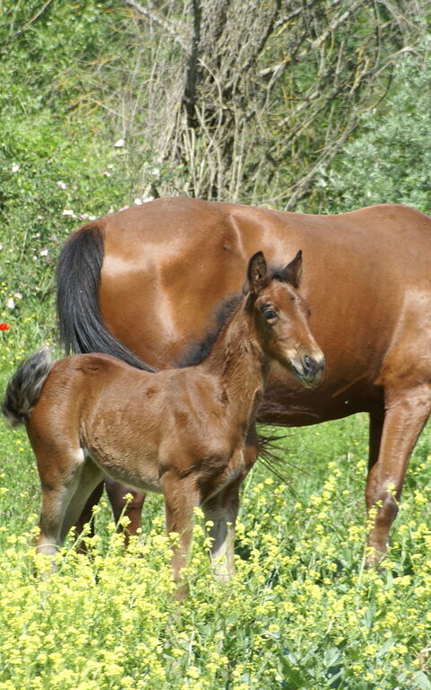 Le Querce Di Campocane: Garden