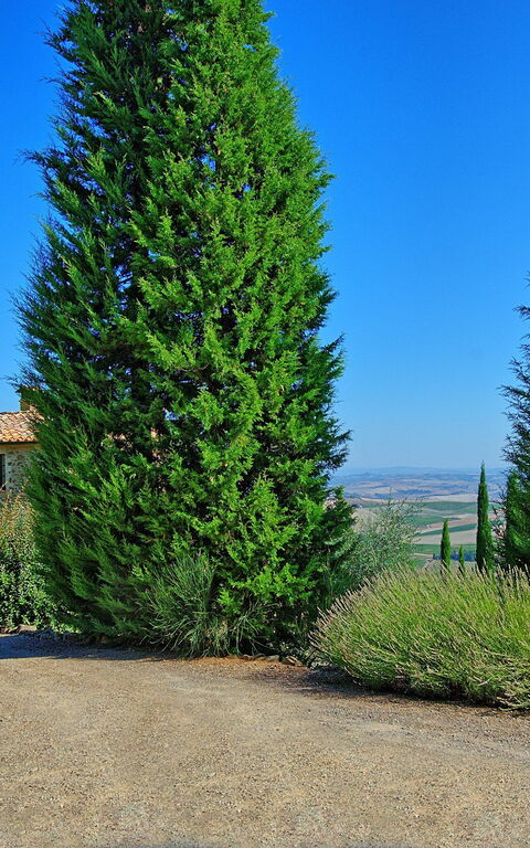 Villa Montalcino: Garden