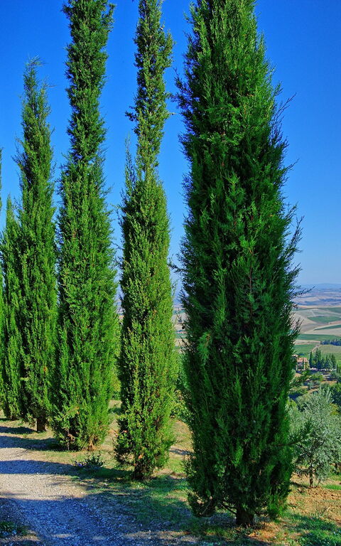 Villa Montalcino: Scenic View