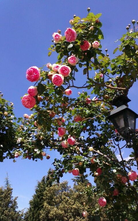 Villa Gaville: Garden