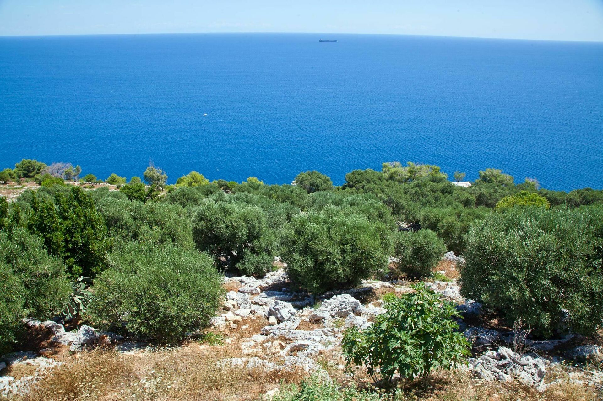 Adriatic Villa, Villa rental in Santa Maria Di Leuca Apulia 6 sleeps