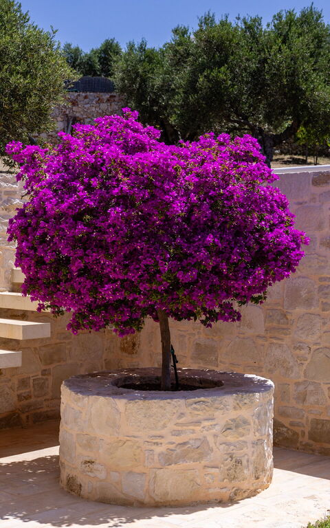 Villa Bluewhite: Garden, Outdoor