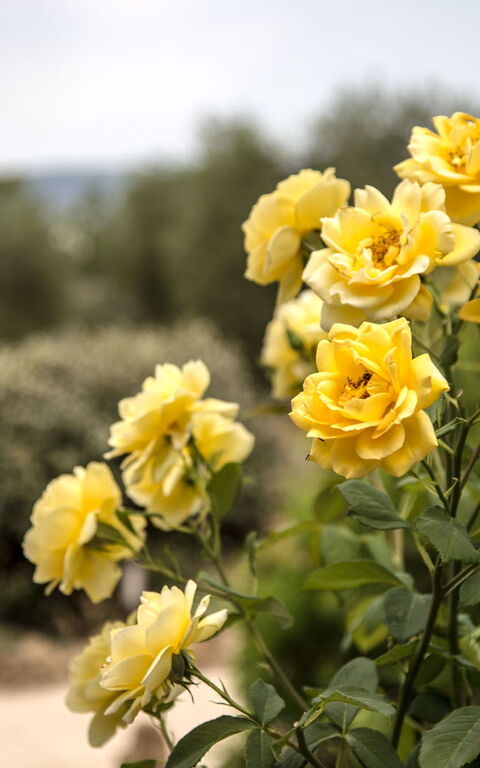 Villa Chiugi: Outdoor