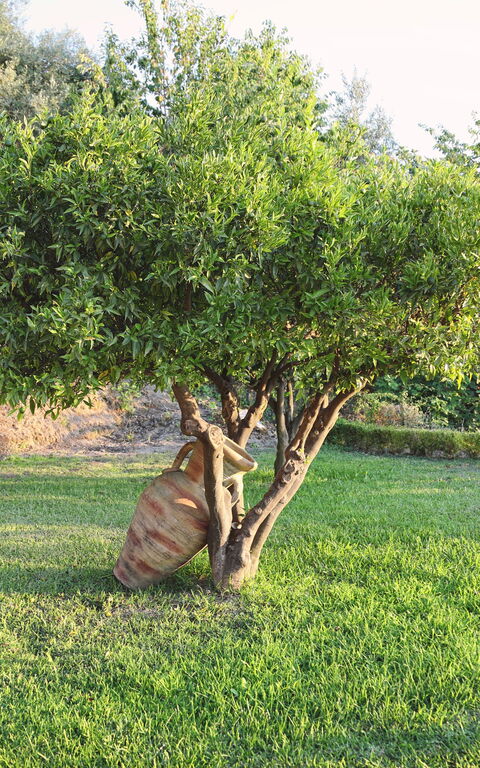 Villa Malu: Building Exterior, Garden, Outdoor