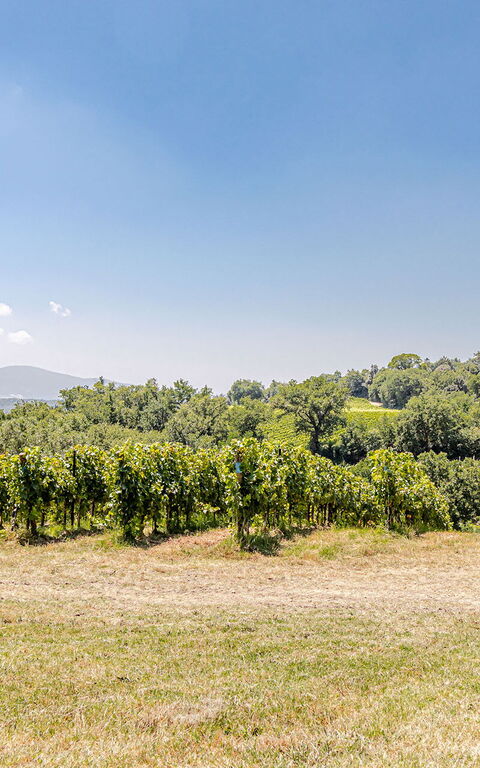 Chateau La Siroque: Building Exterior, Outdoor, Scenic View