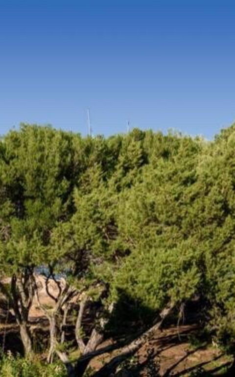 Lentischio: Scenic View