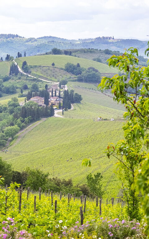 Villa Tenuta Casenuove: Scenic View