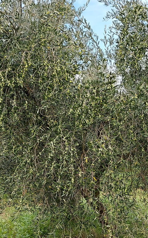 Podere Peteglia: Scenic View