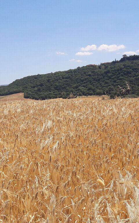 Podere Peteglia: Scenic View