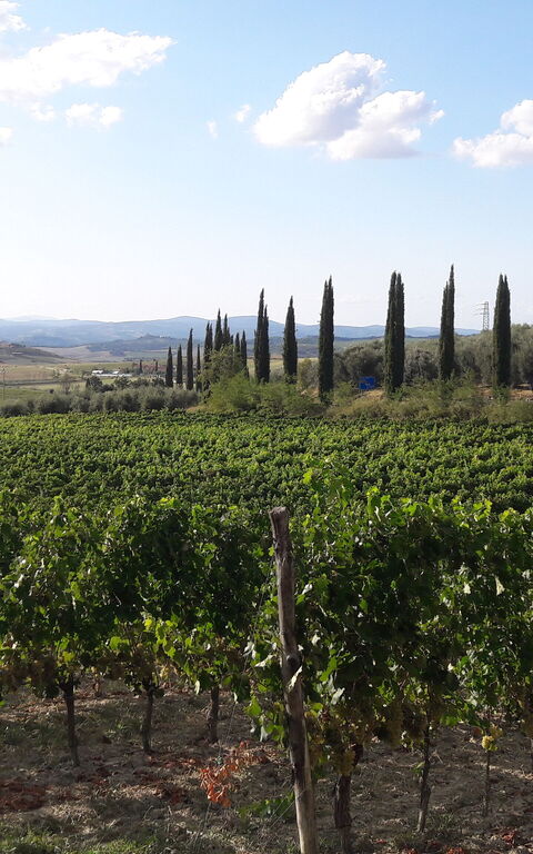 Podere Peteglia: Scenic View