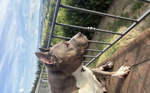 Photo submitted by guest of Villa Roberto