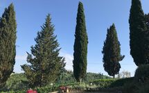 Photo submitted by guest of Villa Sabrina