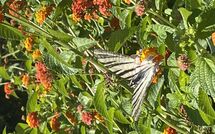 Photo submitted by guest of Beach Villa Blue