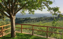 Photo submitted by guest of San Guido