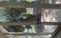 Photo submitted by guest of Tenuta Olearum