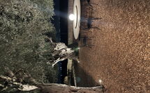 Photo submitted by guest of Tenuta Olearum