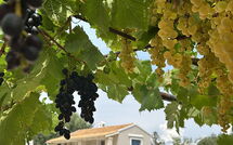 Photo submitted by guest of Villa Armonia